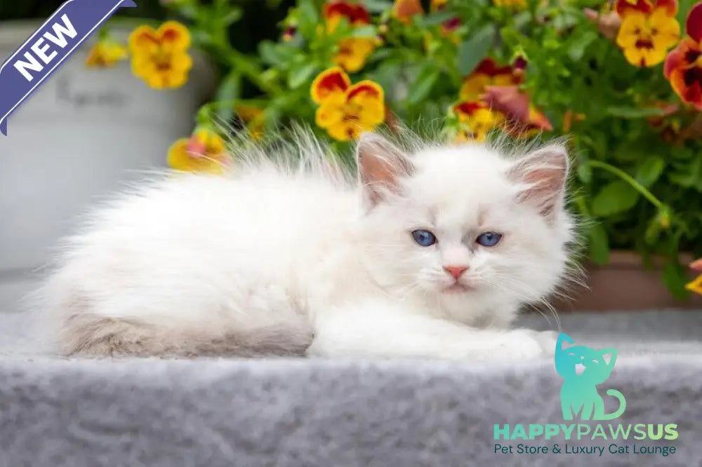 Morris Ragdoll male blue bicolour - live animals
