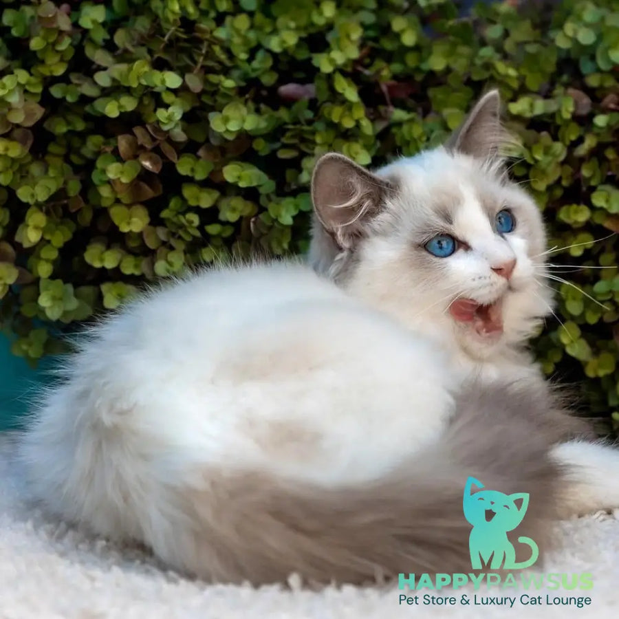 Morris Ragdoll male blue bicolour - live animals