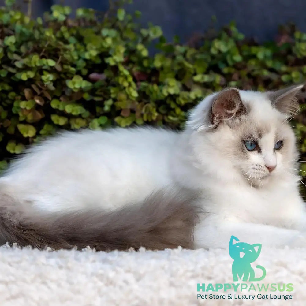 Morris Ragdoll male blue bicolour - live animals