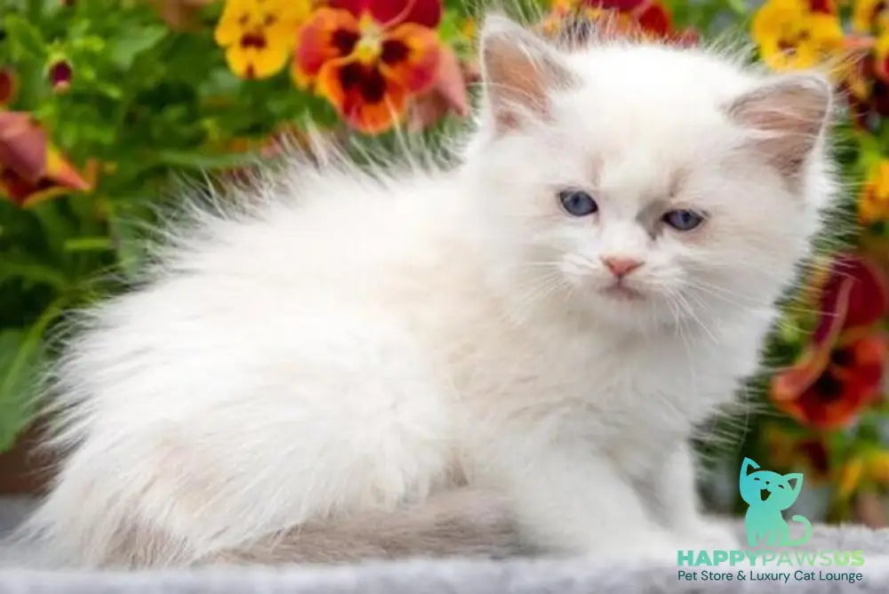 Morris Ragdoll male blue bicolour - live animals