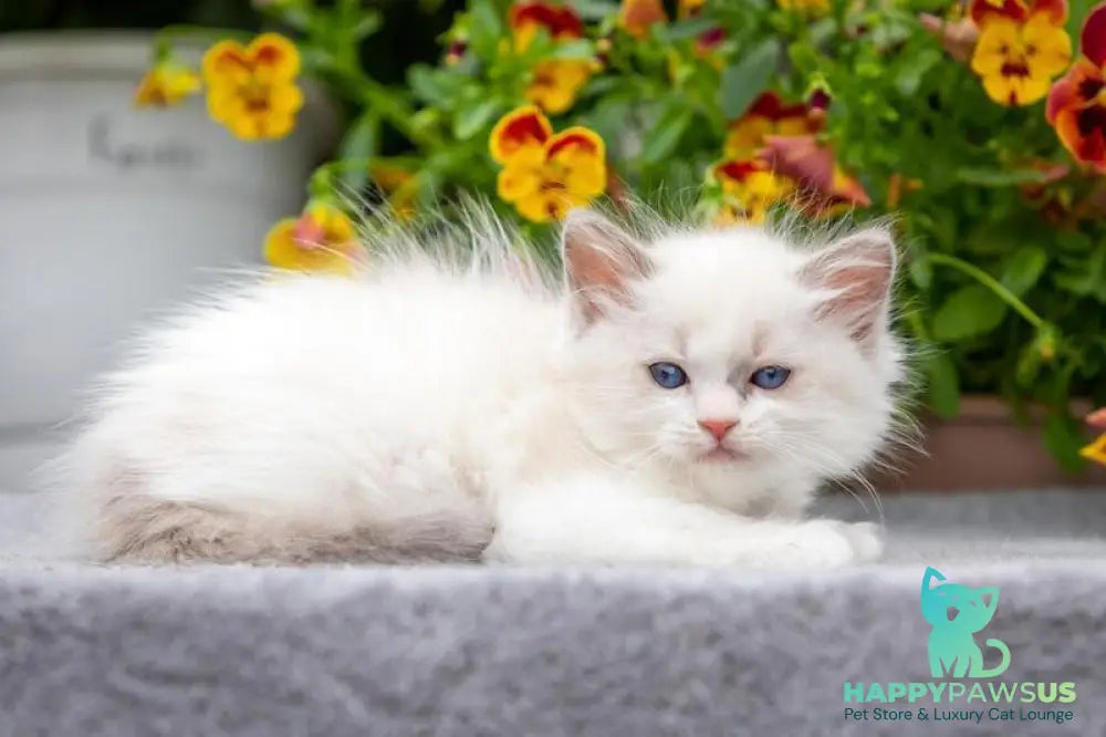 Morris Ragdoll male blue bicolour - live animals