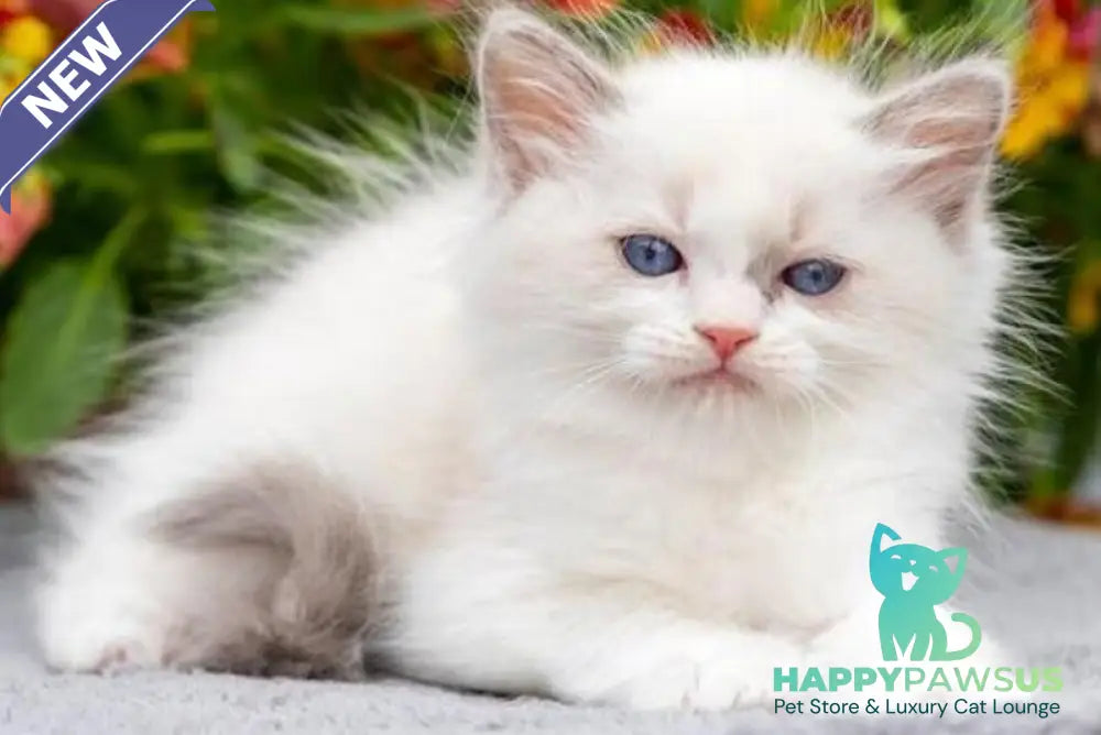Morris Ragdoll male blue bicolour - live animals