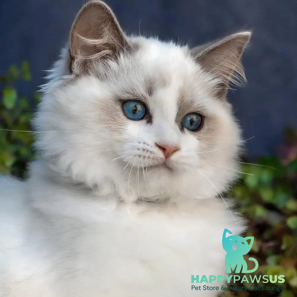 Morris Ragdoll male blue bicolour - live animals