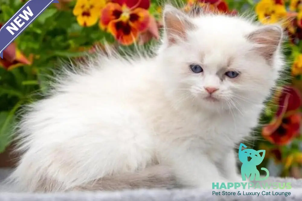 Morris Ragdoll male blue bicolour - live animals