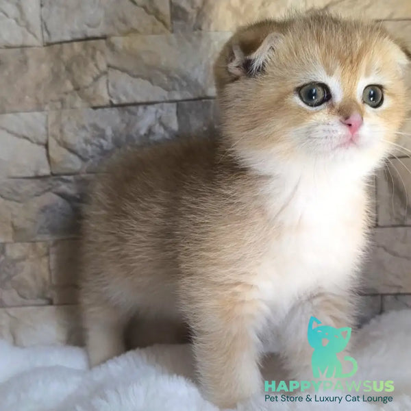 Morris Scottish Fold male black golden shaded - live animals