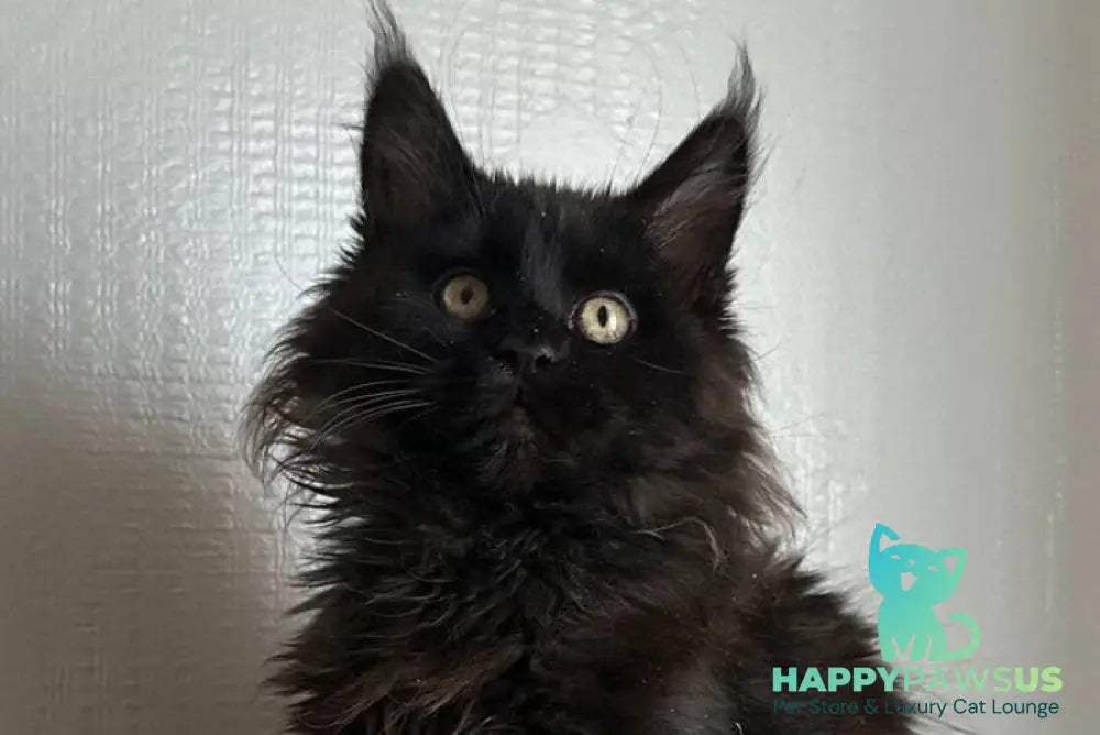 Mort Maine Coon male black silver - live animals