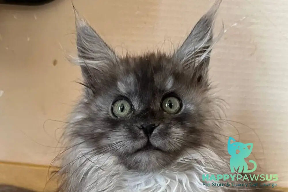 Morticia Maine Coon female black silver - live animals