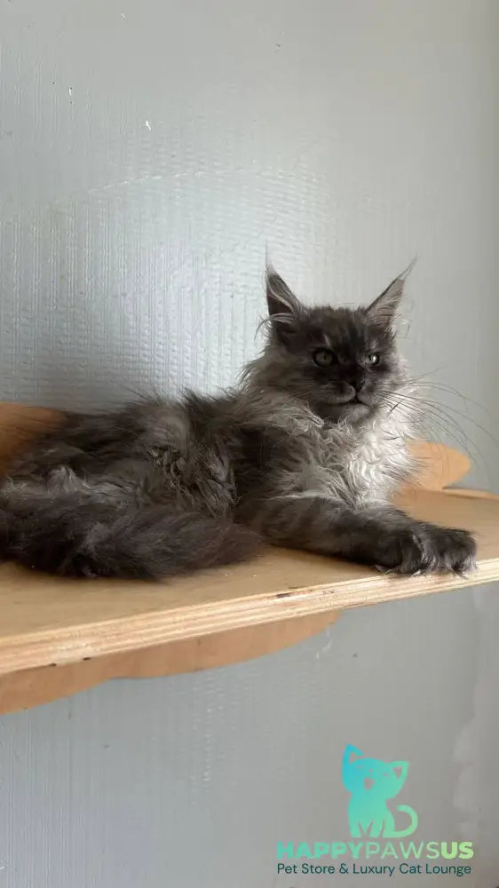 Morticia Maine Coon female black silver - live animals