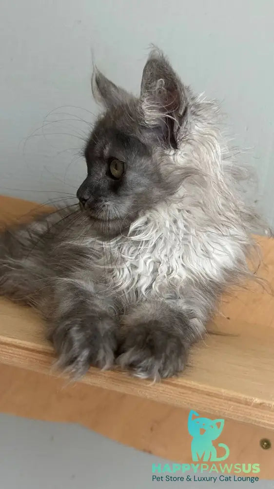 Morticia Maine Coon female black silver - live animals