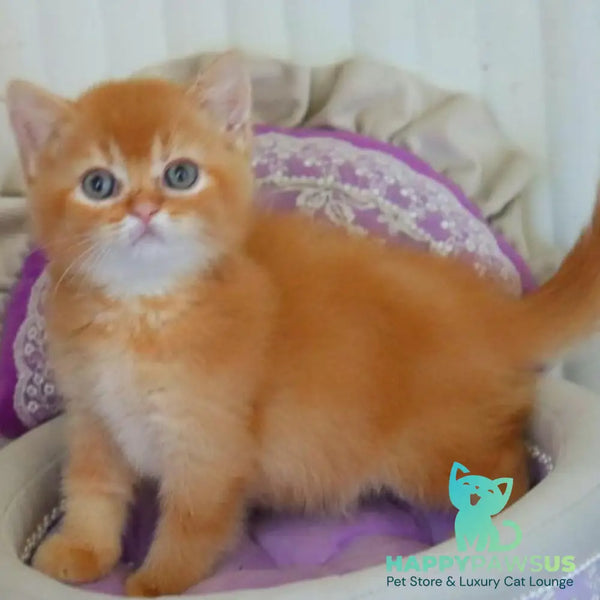 Moshe British Shorthair male red - live animals