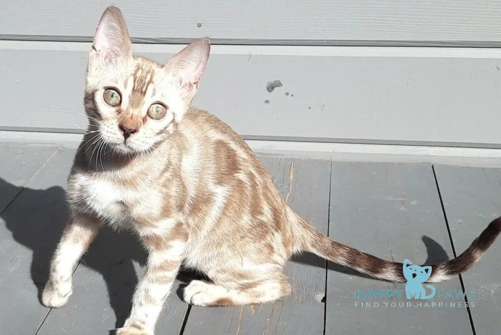 Moty Bengal male black spotted tabby pointed live animals