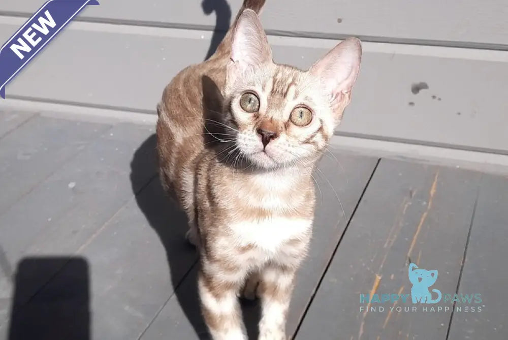 Moty Bengal male black spotted tabby pointed live animals