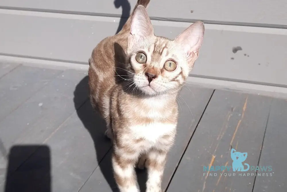 Moty Bengal male black spotted tabby pointed live animals