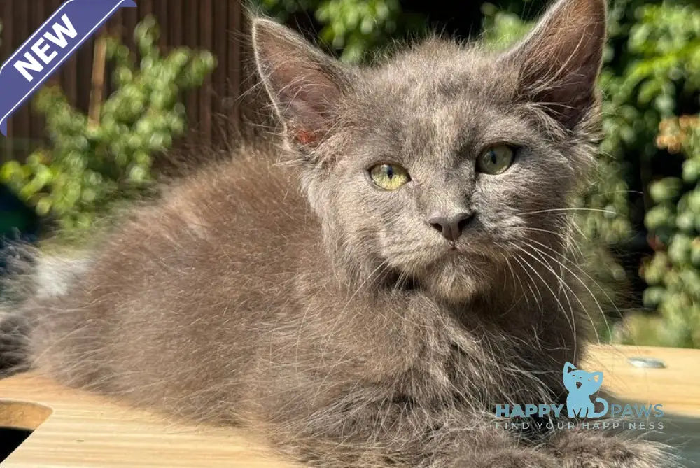 Mousey Maine Coon male blue tortie live animals