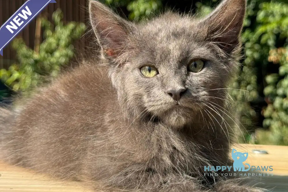 Mousey Maine Coon male blue tortie live animals