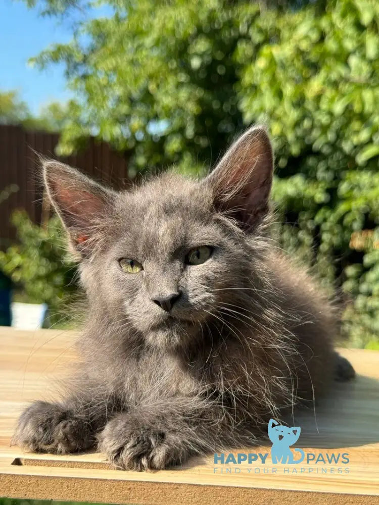 Mousey Maine Coon male blue tortie live animals