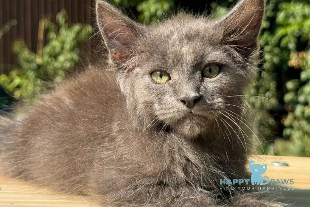 Mousey Maine Coon male blue tortie live animals