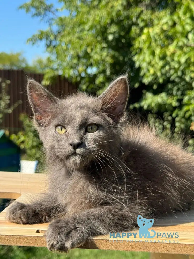 Mousey Maine Coon male blue tortie live animals