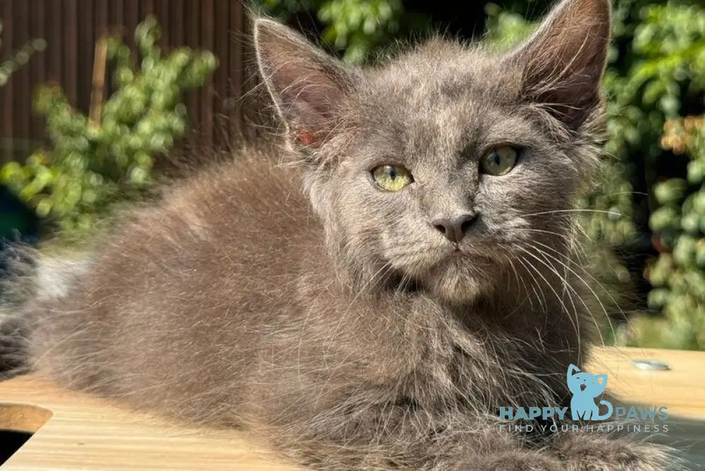 Mousey Maine Coon male blue tortie live animals