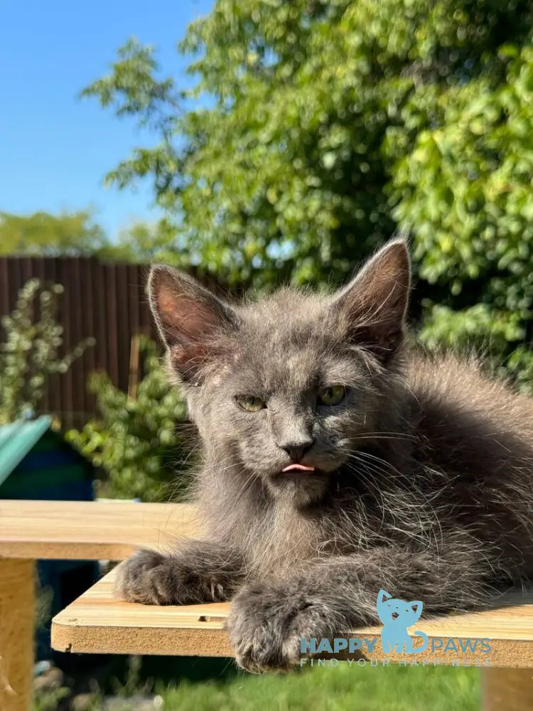 Mousey Maine Coon male blue tortie live animals