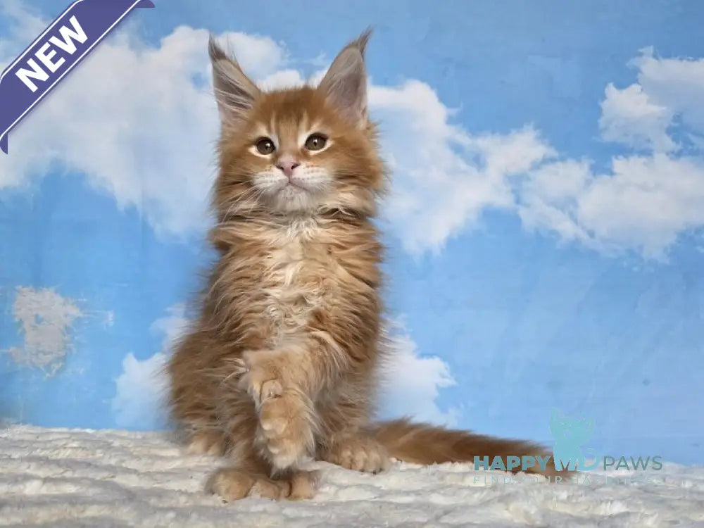 Mozambique Maine Coon polydactyl male red ticked tabby live animals