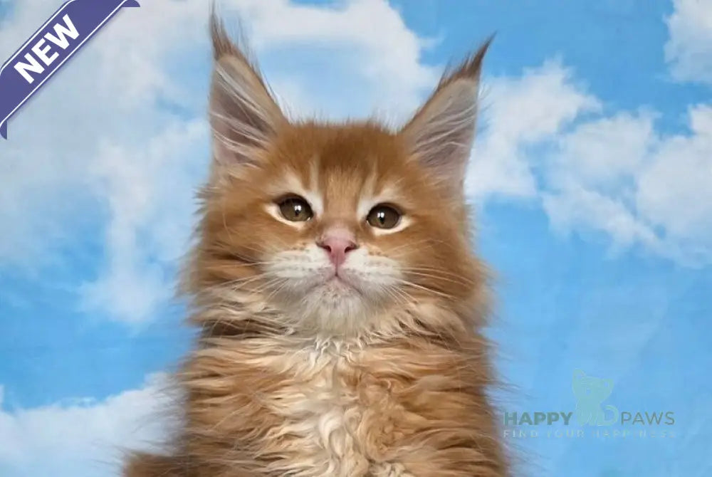 Mozambique Maine Coon polydactyl male red ticked tabby live animals