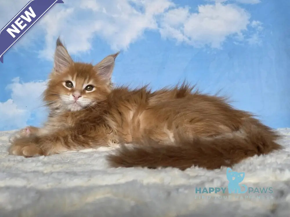 Mozambique Maine Coon polydactyl male red ticked tabby live animals
