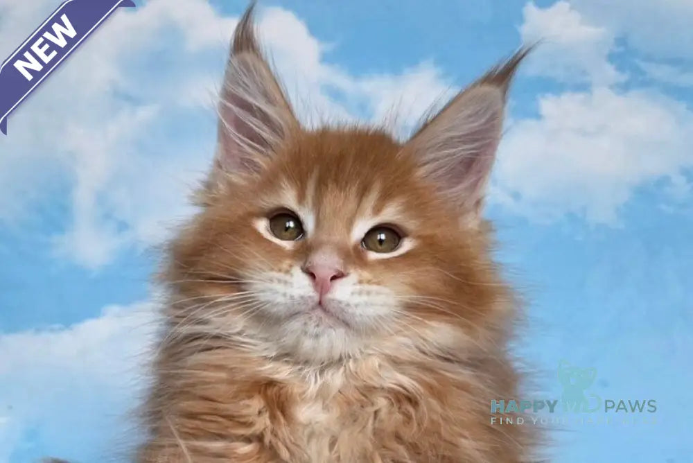 Mozambique Maine Coon polydactyl male red ticked tabby live animals