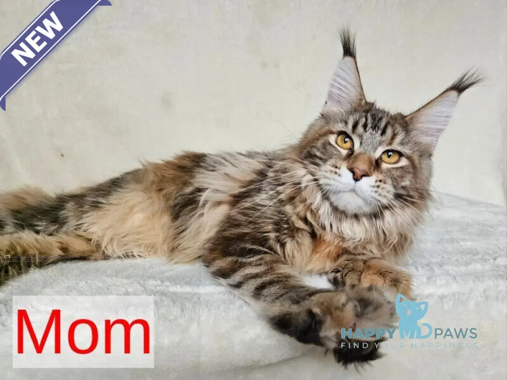 Mozambique Maine Coon polydactyl male red ticked tabby live animals