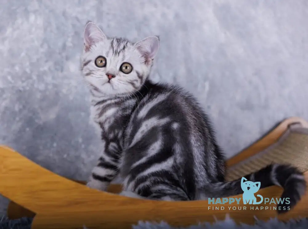 Mozart Scottish Fold male black silver tabby live animals