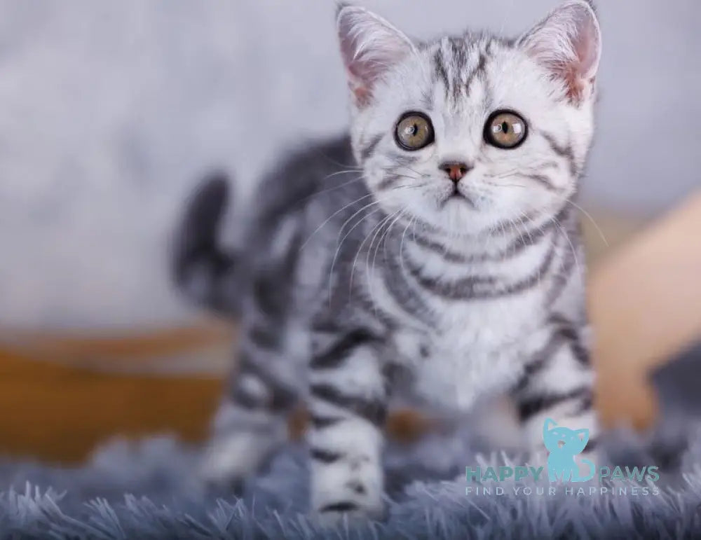 Mozart Scottish Fold male black silver tabby live animals