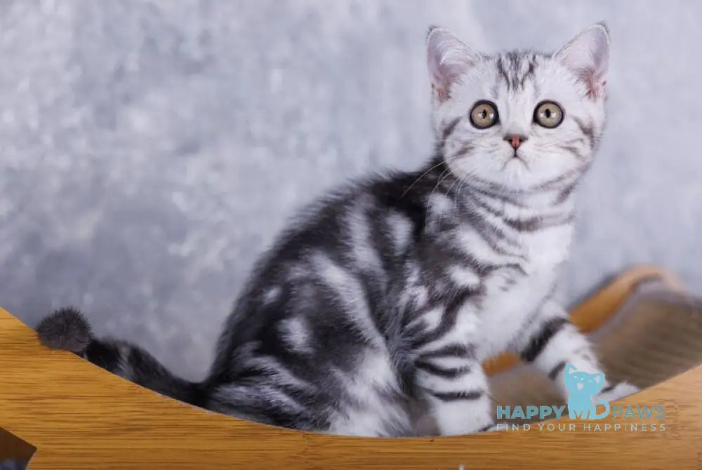 Mozart Scottish Fold male black silver tabby live animals