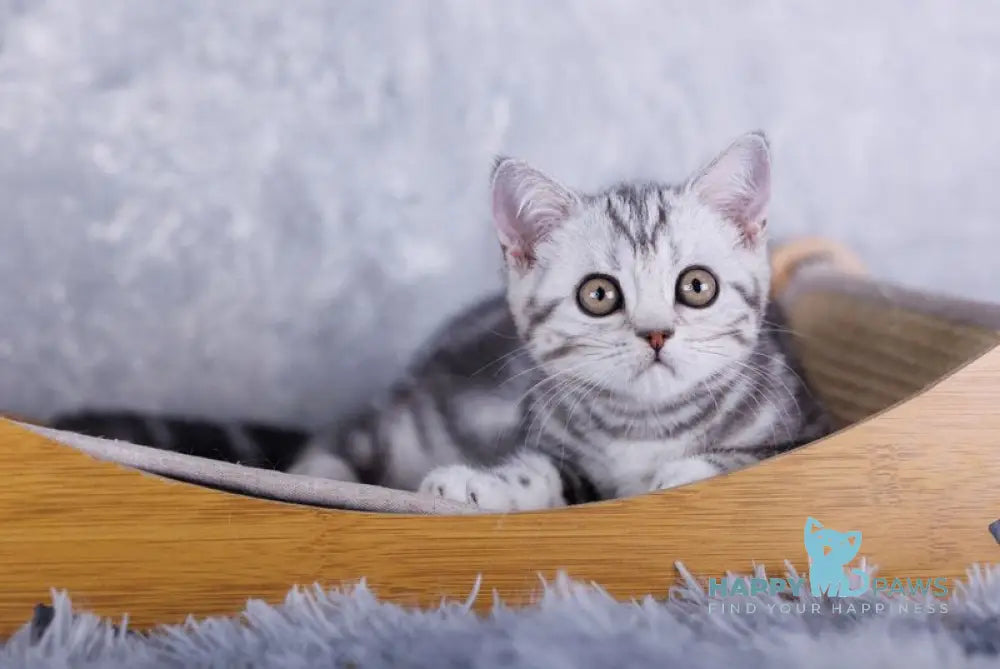 Mozart Scottish Fold male black silver tabby live animals
