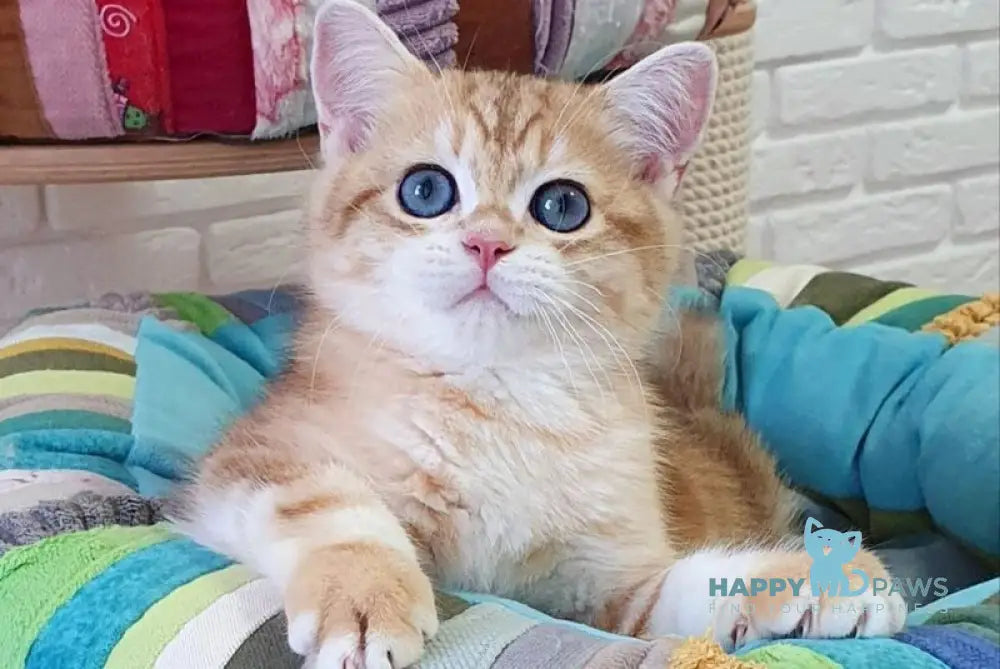 Mufasa British Shorthair male black golden tabby live animals