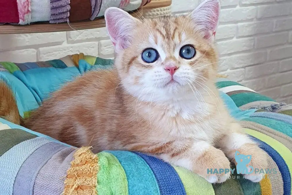 Mufasa British Shorthair male black golden tabby live animals