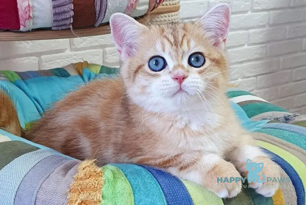 Mufasa British Shorthair male black golden tabby live animals