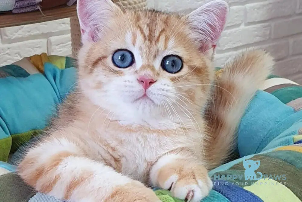 Mufasa British Shorthair male black golden tabby live animals