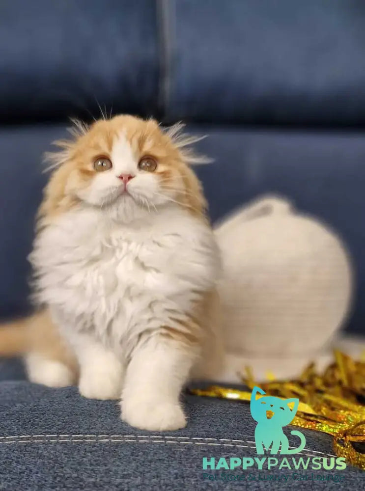 Mufasa Scottish Fold male red bicolour - live animals