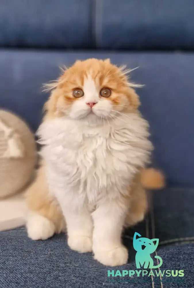 Mufasa Scottish Fold male red bicolour - live animals