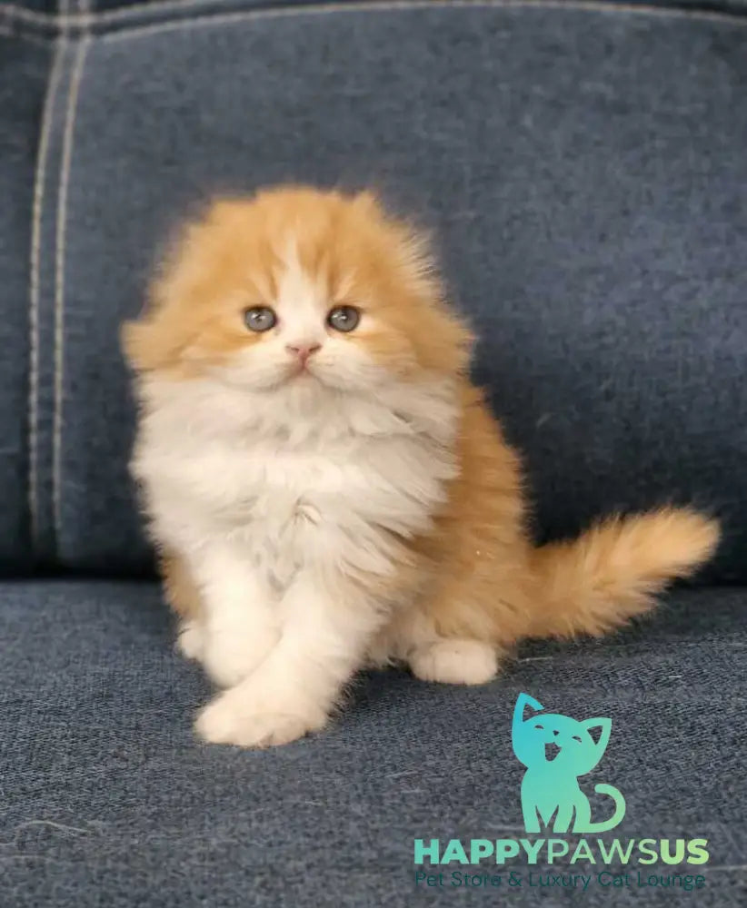 Mufasa Scottish Fold male red bicolour live animals