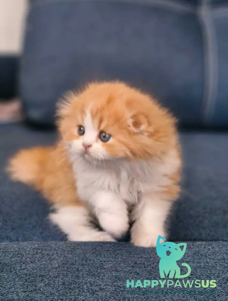 Mufasa Scottish Fold male red bicolour live animals