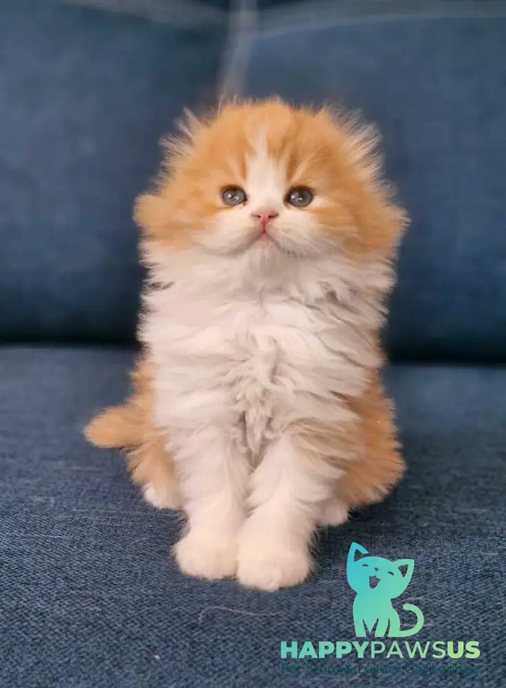 Mufasa Scottish Fold male red bicolour live animals