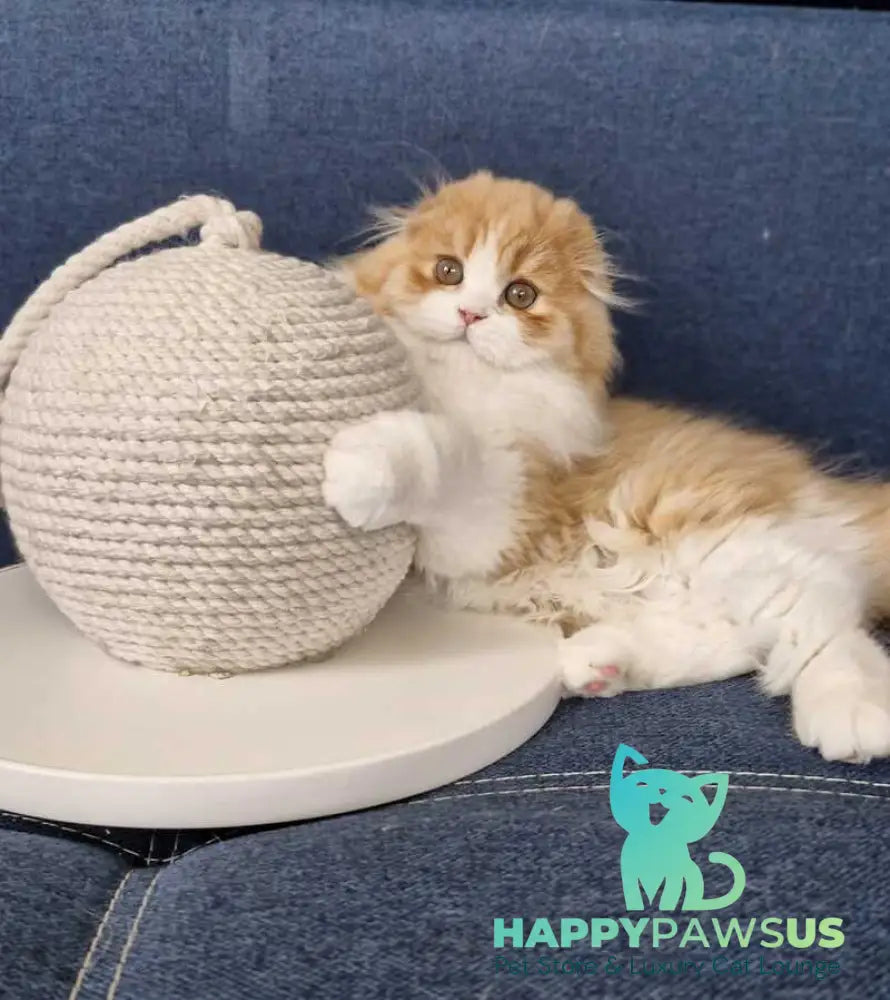 Mufasa Scottish Fold male red bicolour - live animals