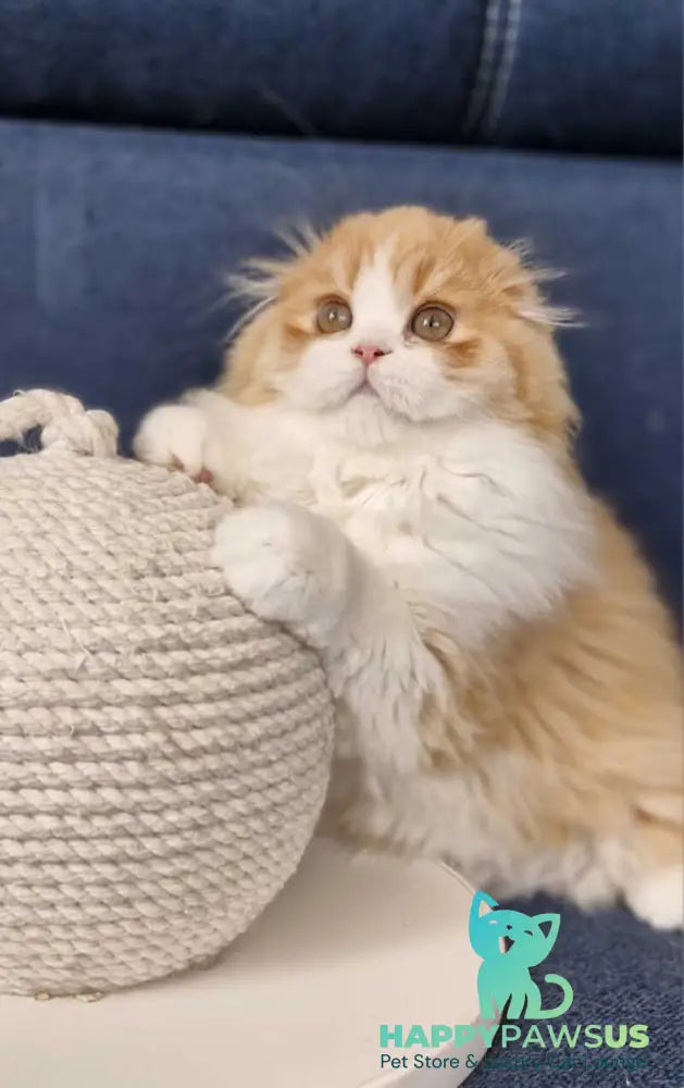 Mufasa Scottish Fold male red bicolour - live animals
