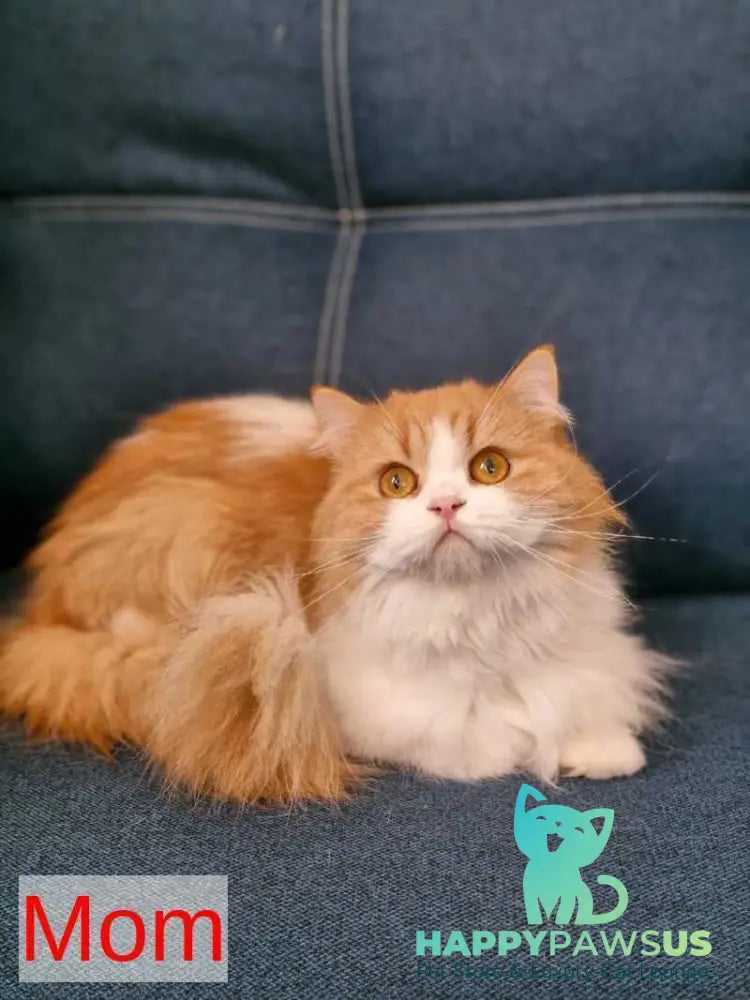 Mufasa Scottish Fold male red bicolour live animals
