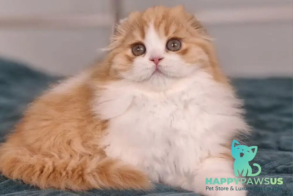 Mufasa Scottish Fold male red bicolour - live animals