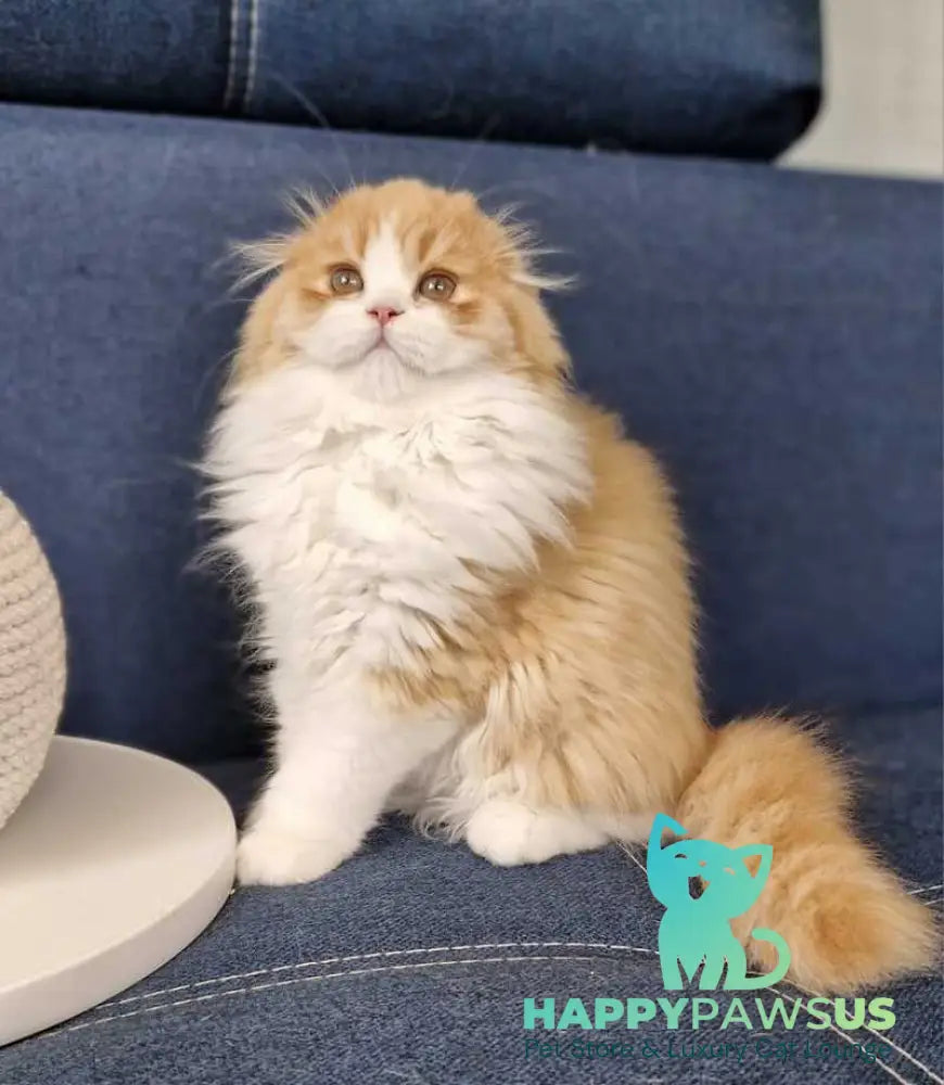 Mufasa Scottish Fold male red bicolour - live animals