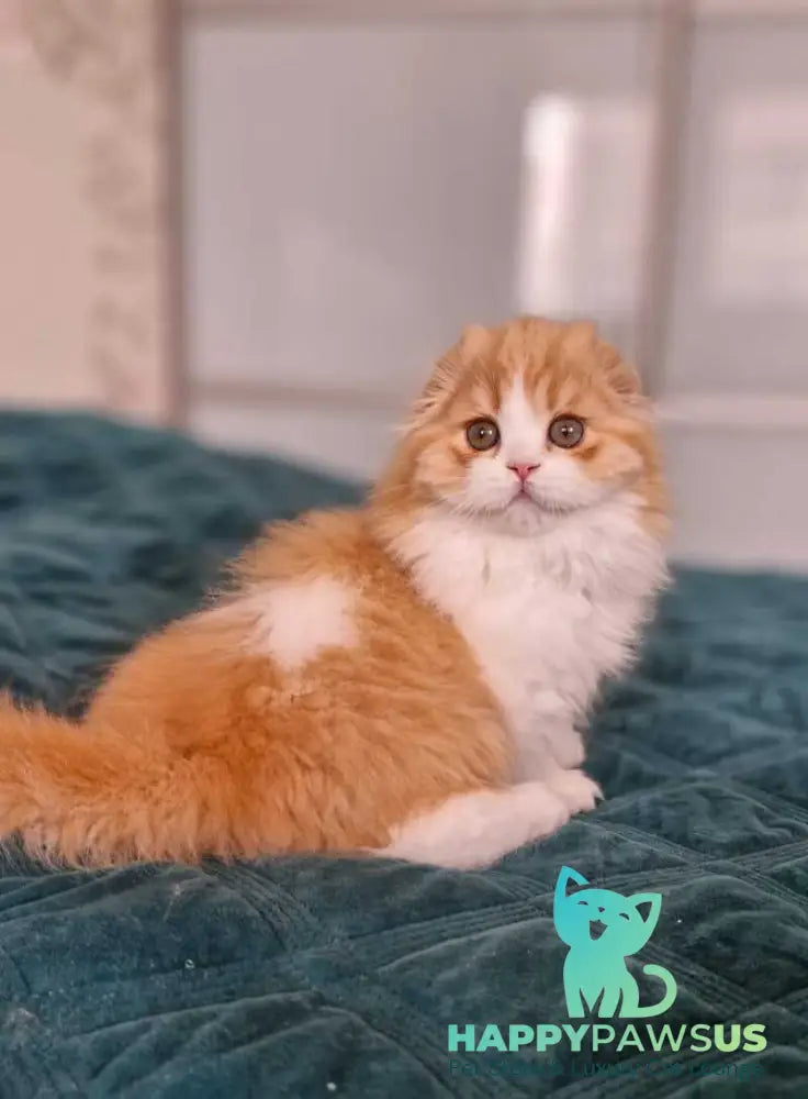 Mufasa Scottish Fold male red bicolour - live animals