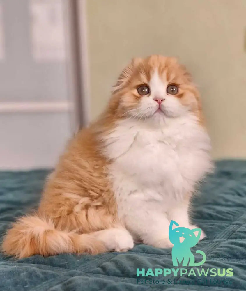 Mufasa Scottish Fold male red bicolour - live animals