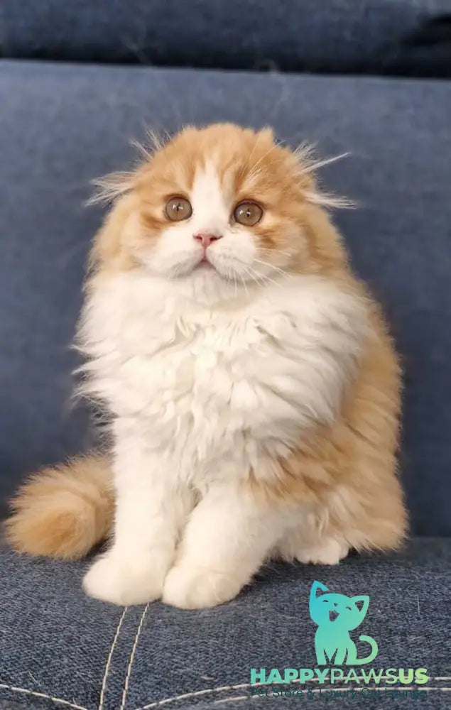 Mufasa Scottish Fold male red bicolour - live animals